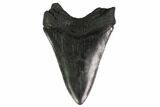 Bargain, Fossil Megalodon Tooth - South Carolina #135934-1